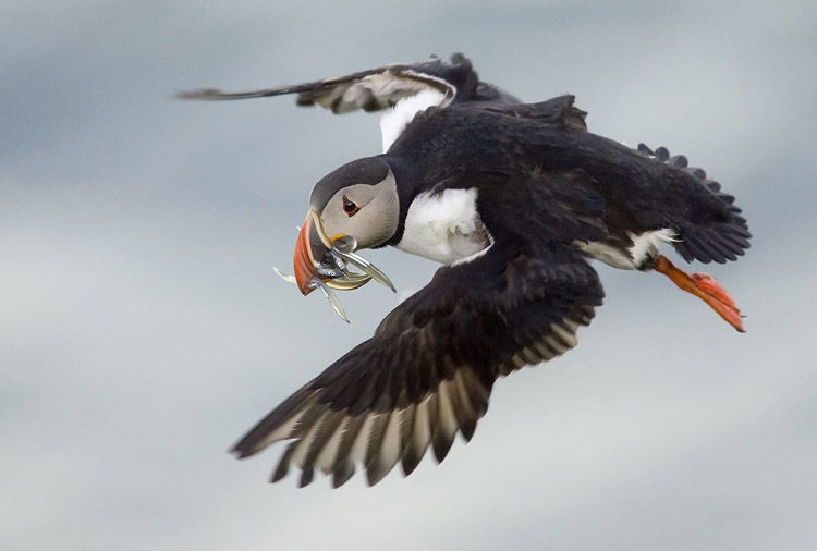 Pictures Of Atlantic Puffin - Free Atlantic Puffin pictures 