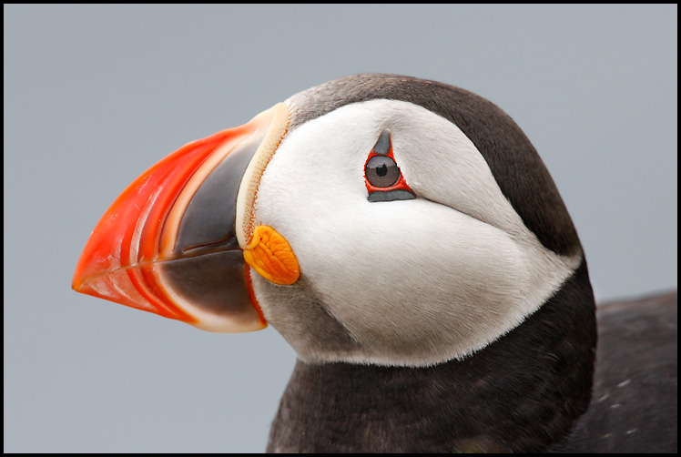 Pictures Of Atlantic Puffin - Free Atlantic Puffin pictures 