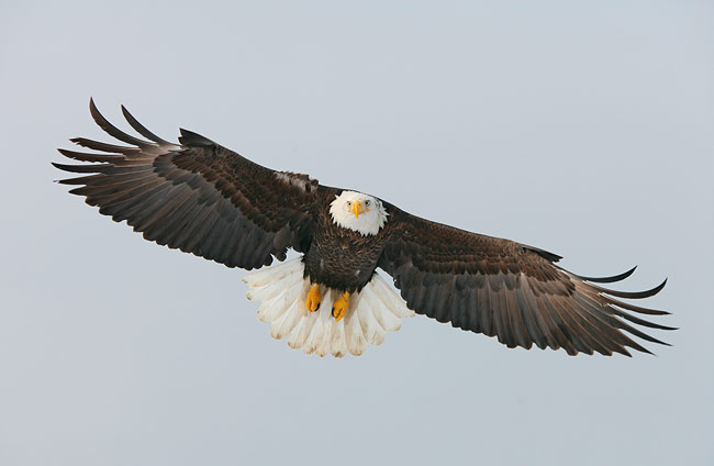 Bald Eagle braking in flight, Homer, AK