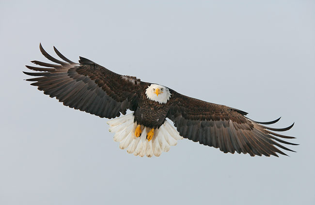 Bald Eagle braking in flight, golden eagle in flight. Bald Eagle braking in flight,
