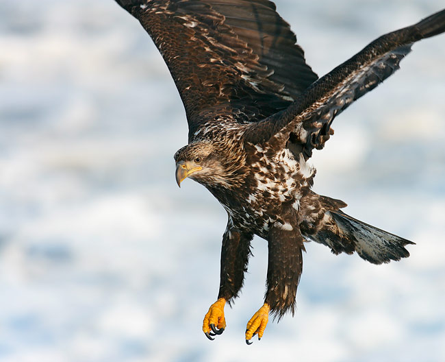immature golden eagle pictures. Bald Eagle, immature landing,