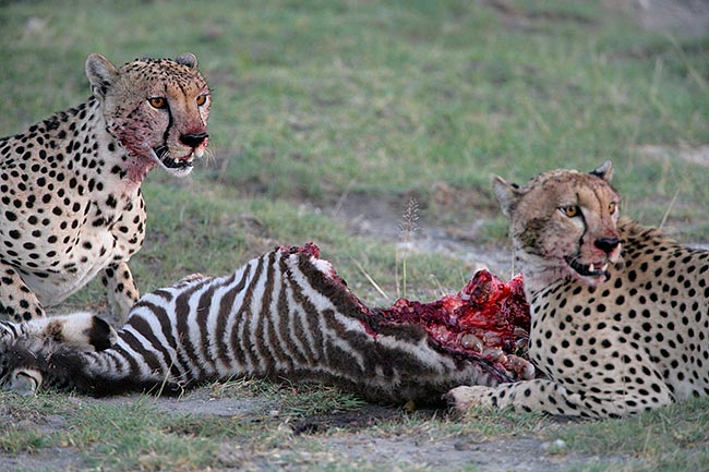 GD application  Cheetahs-w-baby-zebra-kill-_L8X9635-Ndutu,-Tanzania