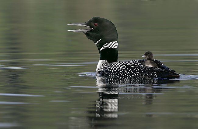 common loon. Common Loon with young chick