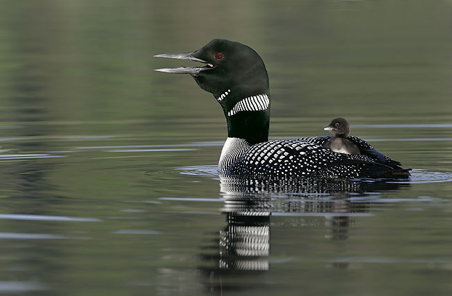 common loon nest. Common Loon with young chick