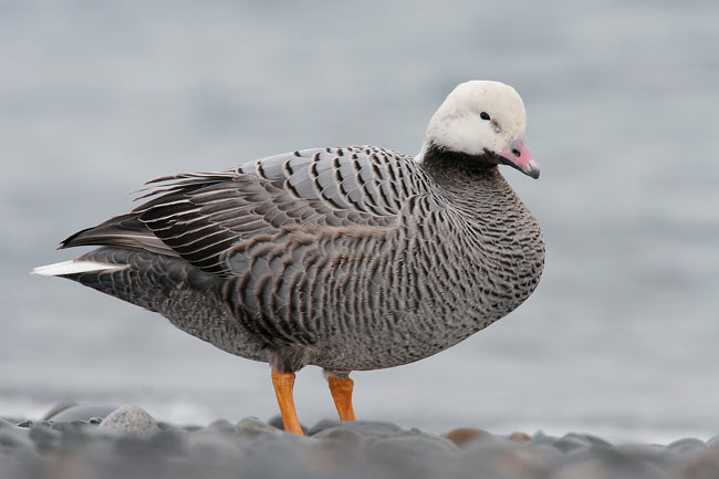 emperor goose emperor goose