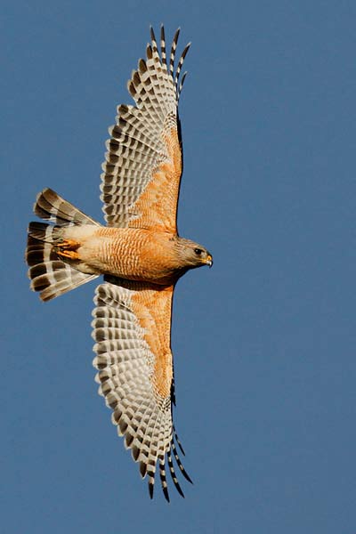 http://www.birdsasart.com/rootjpegs/Neiger-CC-Red-shouldered-Ha.jpg