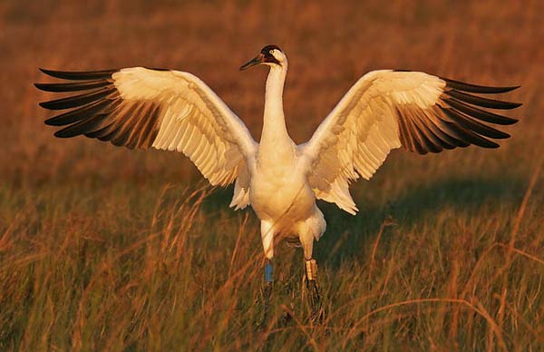 Crane Bird Flying
