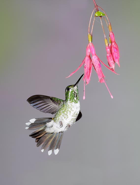 http://www.birdsasart.com/rootjpegs/Purple-bibbed-Whiteteip-VERT-at-flower-_V5W0147Tandayapa-Bird-Lodge,-Ecuador.jpg