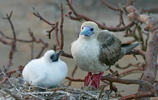 Pictures Of Red-Footed Booby - Free Red-Footed Booby pictures 