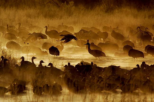 Pictures Of Sandhill Crane - Free Sandhill Crane pictures 