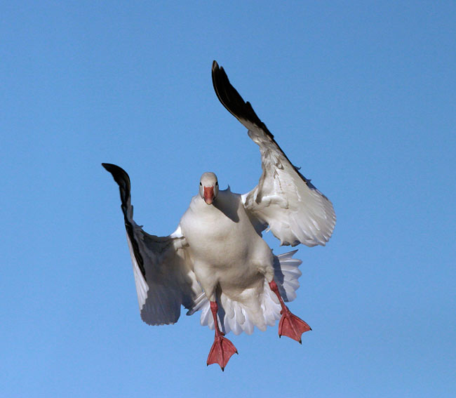 Pictures Of Snow Goose - Free Snow Goose pictures 