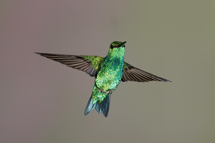 Westernn-Emerald--flight-wings-spread-_V5W0434Tandayapa-Bird-Lodge,-Ecuador.jpg
