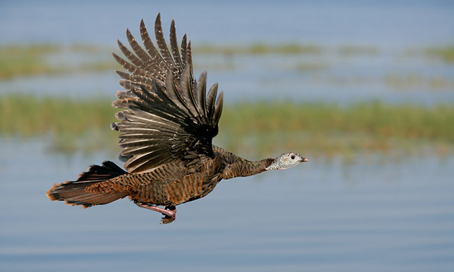 Turkeys In Flight