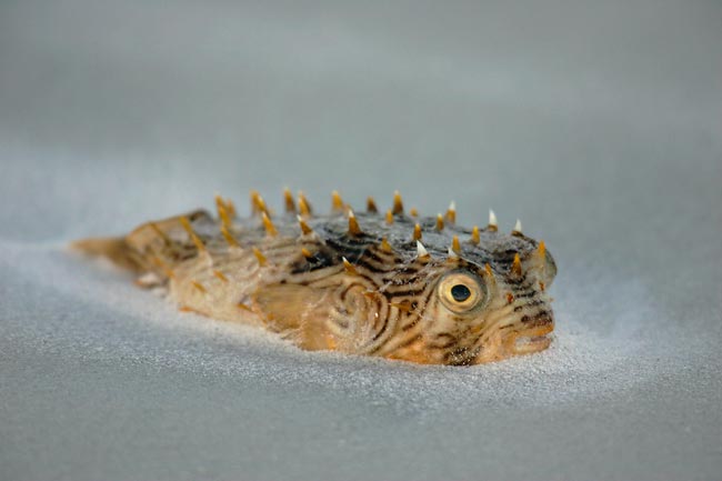 Images Of Blowfish