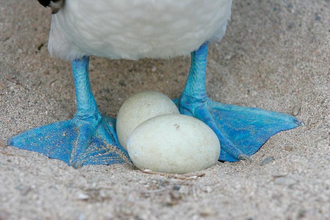 Pictures Of Blue-Footed Booby - Free Blue-Footed Booby pictures 