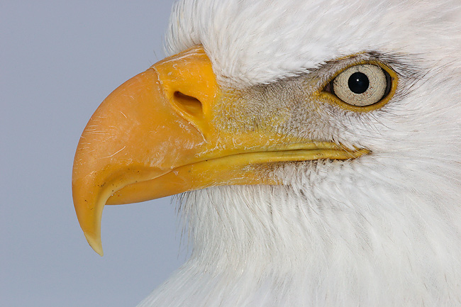 Pictures Of Bald Eagle - Free Bald Eagle pictures 