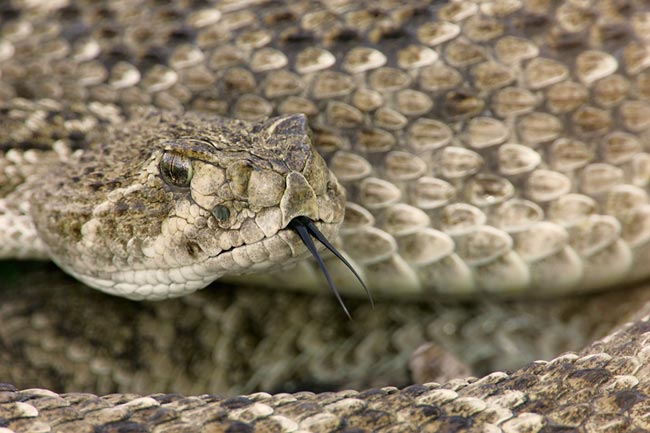 Big Eastern Diamondback Rattlesnake