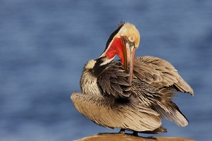 Brown Pelican high breeding plumage (Pacific race) preening body feathers long telephoto lens Pacific Ocean background