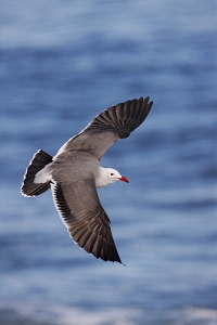 Heerman's Gull in flight, dorsal view, telephoto lens, top-shot