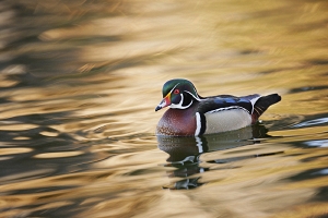 Wood Duck swimming drake, golden reflections, telephoto lens