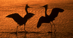 Reddish Egrets at Sunset