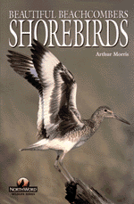 SHOREBIRDS: Beautiful Beachcombers