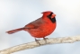 northern-cardinal-white-version-9m4o1493-morton-nwr-noyac-ny.jpg