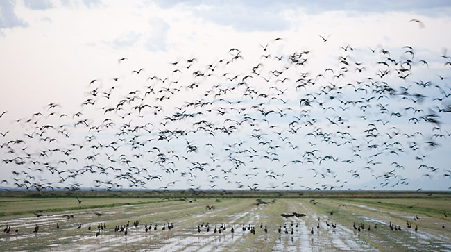 Migratory Birds in Science - WORLD MIGRATORY BIRD DAY (WMBD)