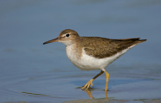 Sandpiper Checks