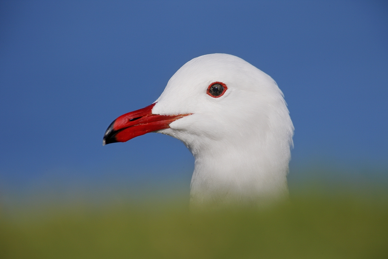Heerman's Gull HEAD breeding plumage adult, telephoto lens, head above grass