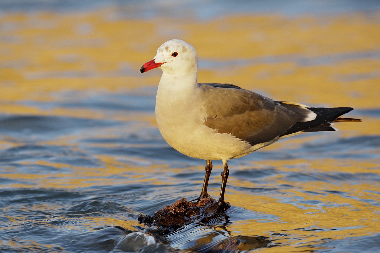 Heermans Gull molting adult on rock,  cliff reflections, telephoto lens