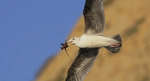 Western Gull immature flight with spiny lobster, telephoto lens, cliff