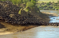 Wildebeest Crossing Mara River